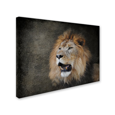 Vidur 'Male Lion Portrait 2' Graphic Art Print on Wrapped Canvas