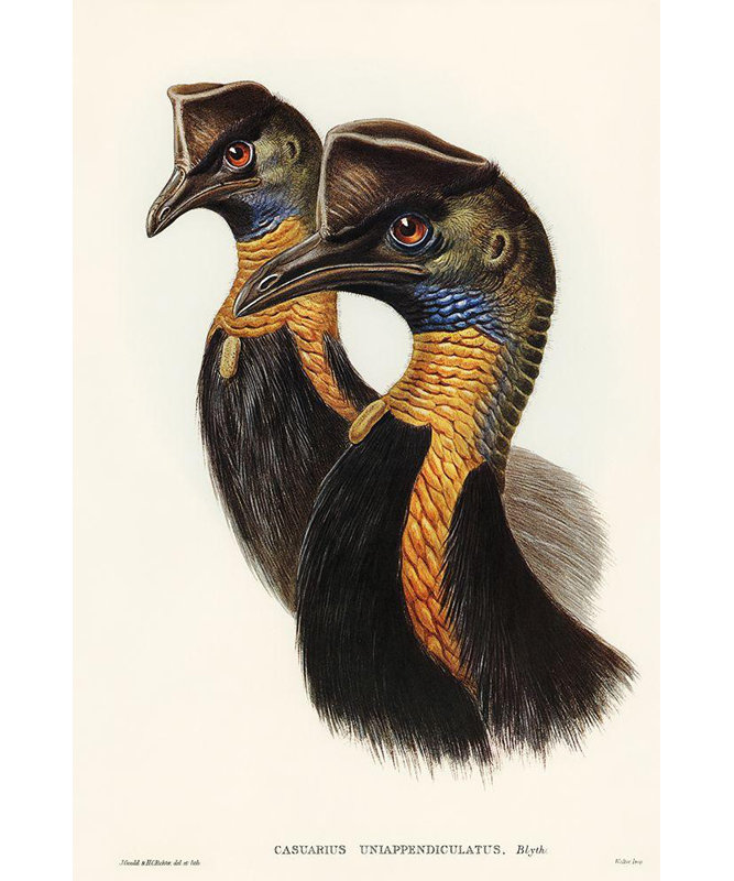 Gould, John Gallery Wrapped Canvas Art: One, carunculated Cassowary, Casuarius uniappendiculatus, 48" H x 33" W