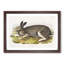 Polar Hare by J.W. Audubon - Picture Frame Painting Print-55602126-55602128