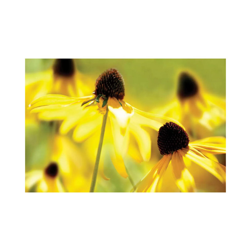 Susan Study II by James McLoughlin - Wrapped Canvas Print, 20.32 cm H x 30.48 cm W