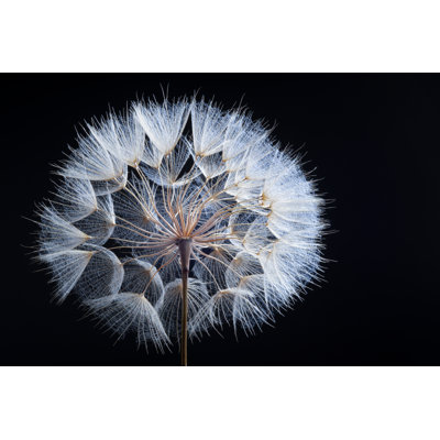 Dandelion by Ihsanyildizli