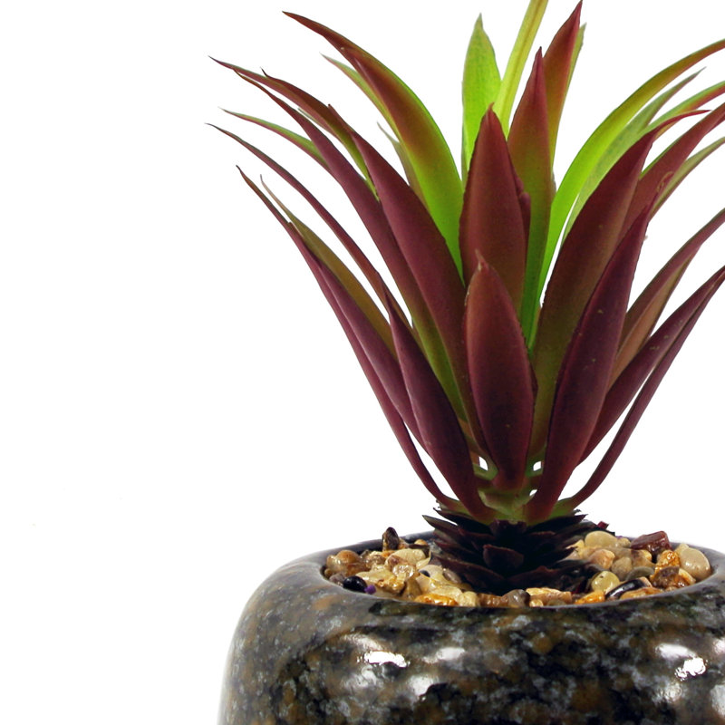 Annistin 18cm Plant