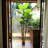 Artificial 48" Tall Banana Tree Plant