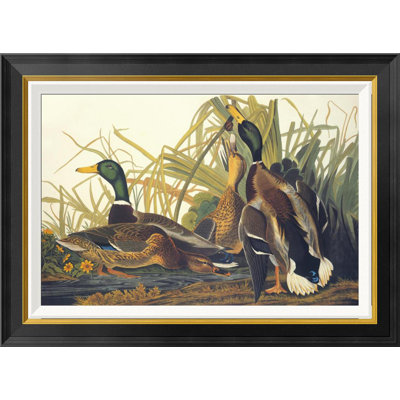 " Mallard Duck " by James Audubon