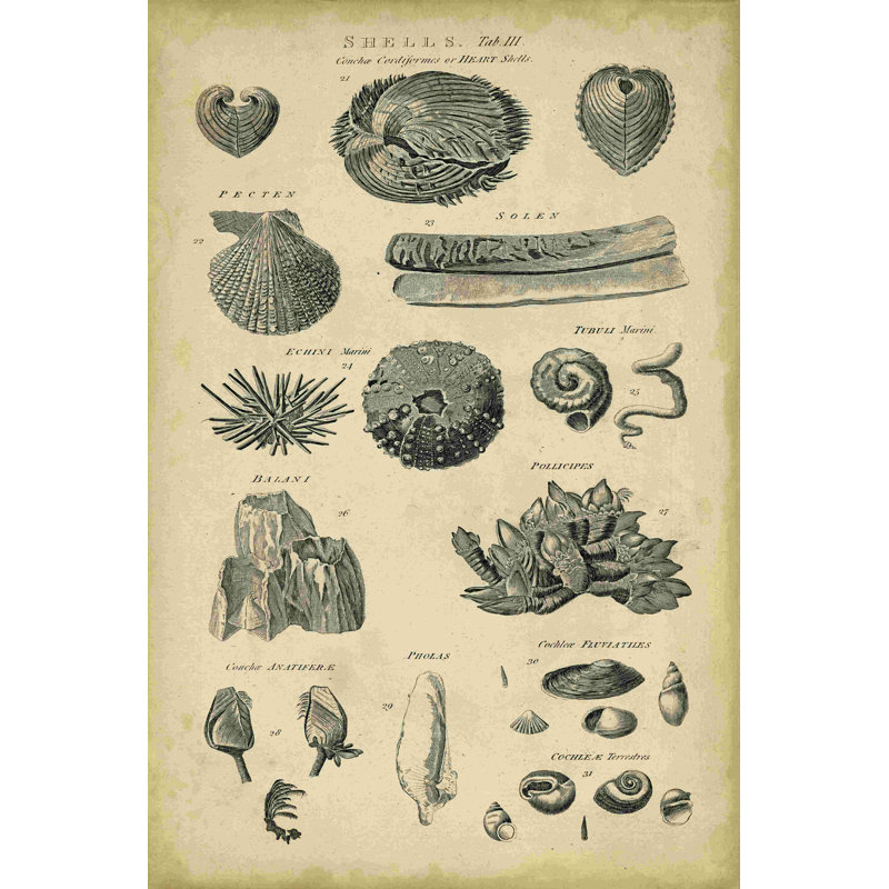 Étude de coquillages IV, H 12 po x l 8 po