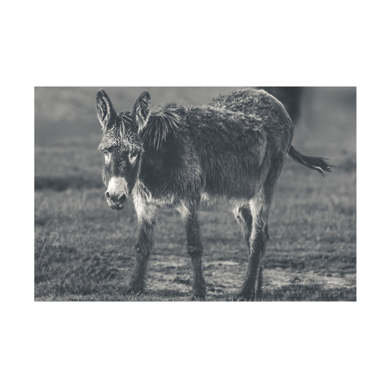 Art mural sur toile tendue - "Donkey Summer III BW" de Nathan Larson pour décoration de salon, de chambre à coucher ou de bureau - 30 x 47