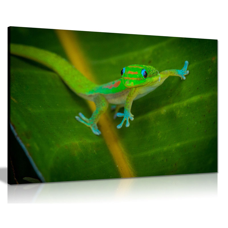 Gecko - Wrapped Canvas Print, 20cm H x 31cm W