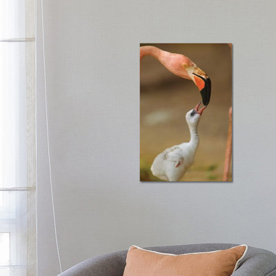 Greater Flamingo Mother And Begging Chick, Caribbean by Tim Fitzharris - Wrapped Canvas Print