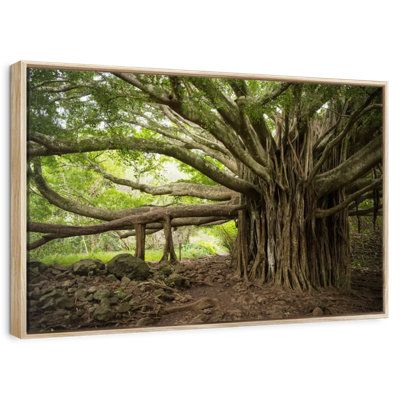Banyan Tree