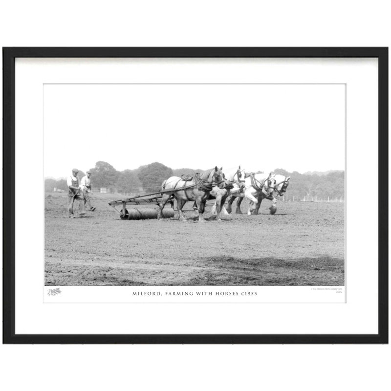 Milford, Farming With Horses C1955 by Francis Frith - Single Picture Frame Print, 60cm H x 80cm W x 2.3cm D