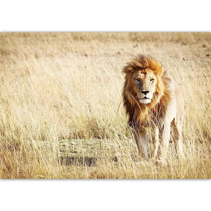 Murale féroce lion à peindre, L 100 po x l 144 po