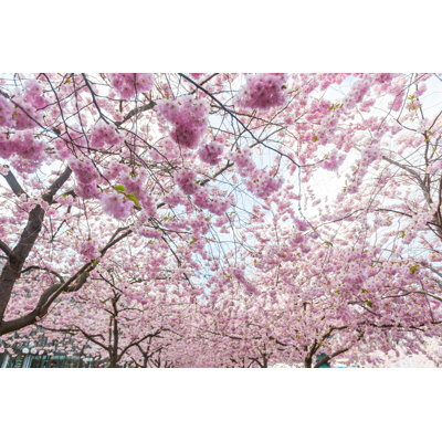 " Cherry Blossoms " by William87