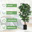 Plante de 72 po