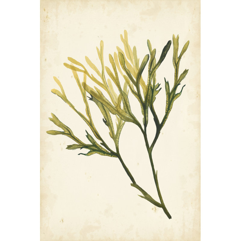 Watercolor Sea Grass V - Wrapped Canvas Painting, 46cm H x 30cm W x 3.8cm D