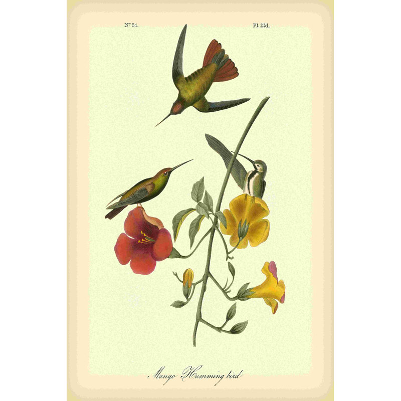 Colibri mangue, H 36 po x l 24 po
