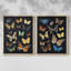 Collectionner Flutter III - reproduction encadrée de qualité supérieure - prête à être accrochée - aucun clou requis - aucun clou requis-64670119-64670116