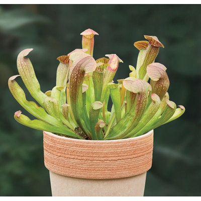 Bug Bat Carnivorous Plant - Live Plant in a 6 Inch Pot - Sarracenia 'Bug Bat' - Beautiful Easy Care Indoor Tropical Carnivorous Plants