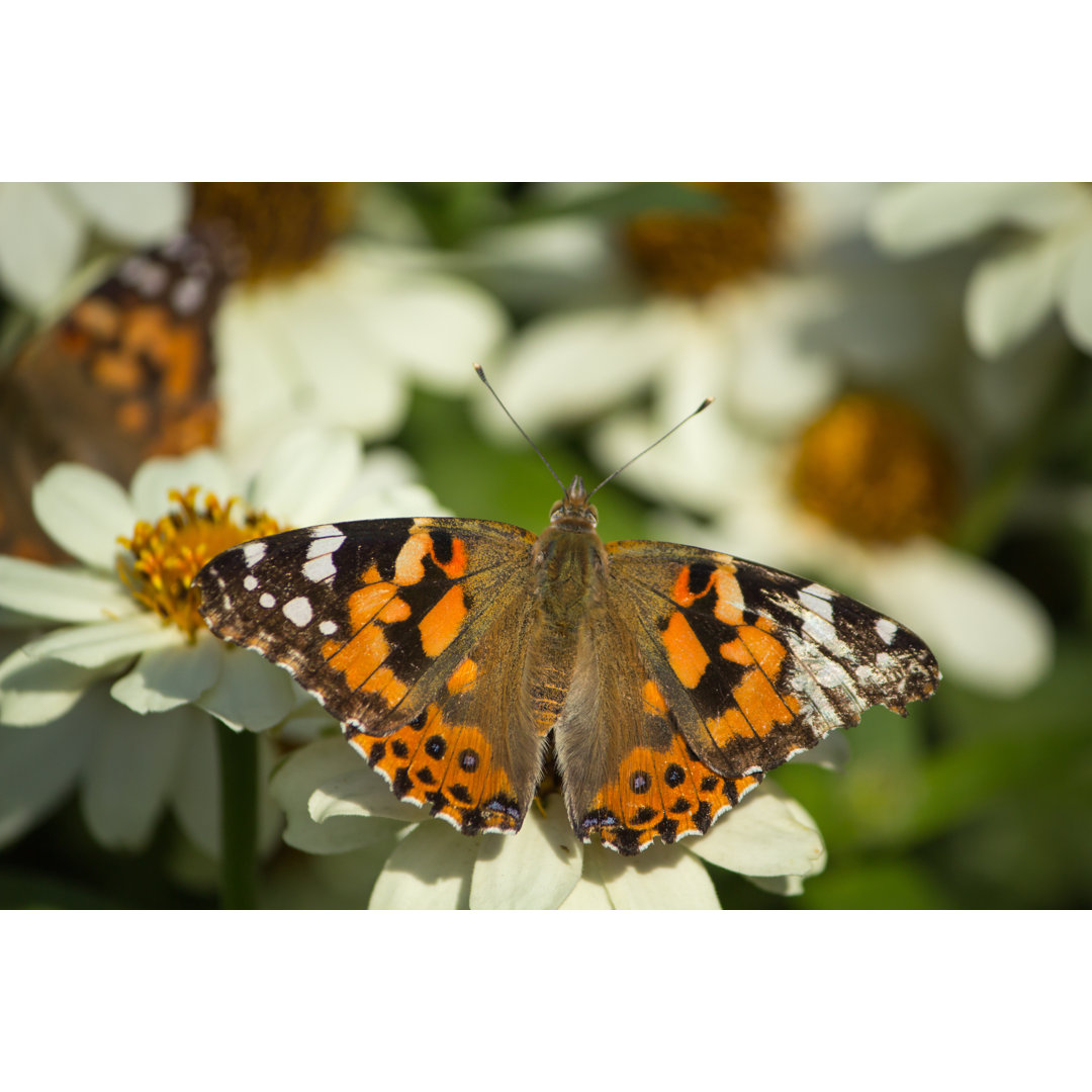 Wandernder Schmetterling von Caleb Stewart - Kunstdrucke auf Leinwand