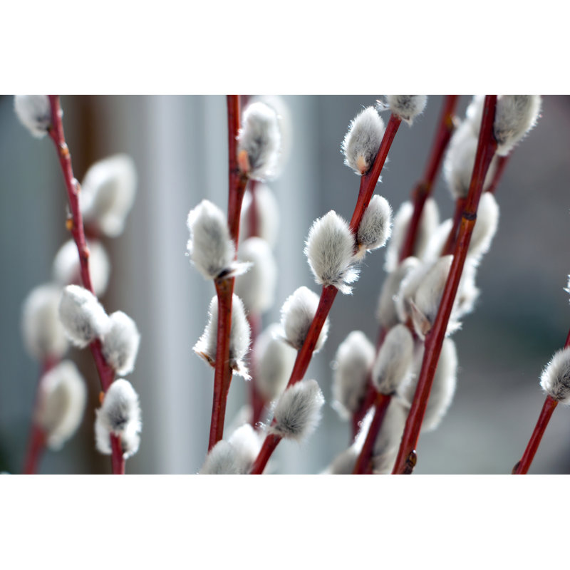 Willow Twigs by Denis1978 - Wrapped Canvas Print, 81cm H x 122cm W