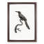 Jacamar Bird by Jacques Barraband - Framed Print-55575951-55575954