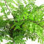 30cm Faux Fern Plant in Pot Liner