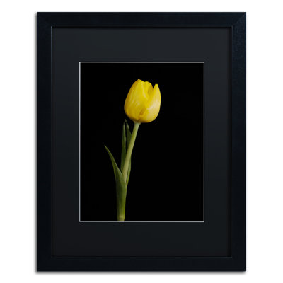 Keona Yellow Tulip Black Background 5 Framed Photographic Print