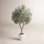 Ashwell 96" Olive Tree in Pot