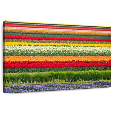Rorry Bollenstreek Tulips