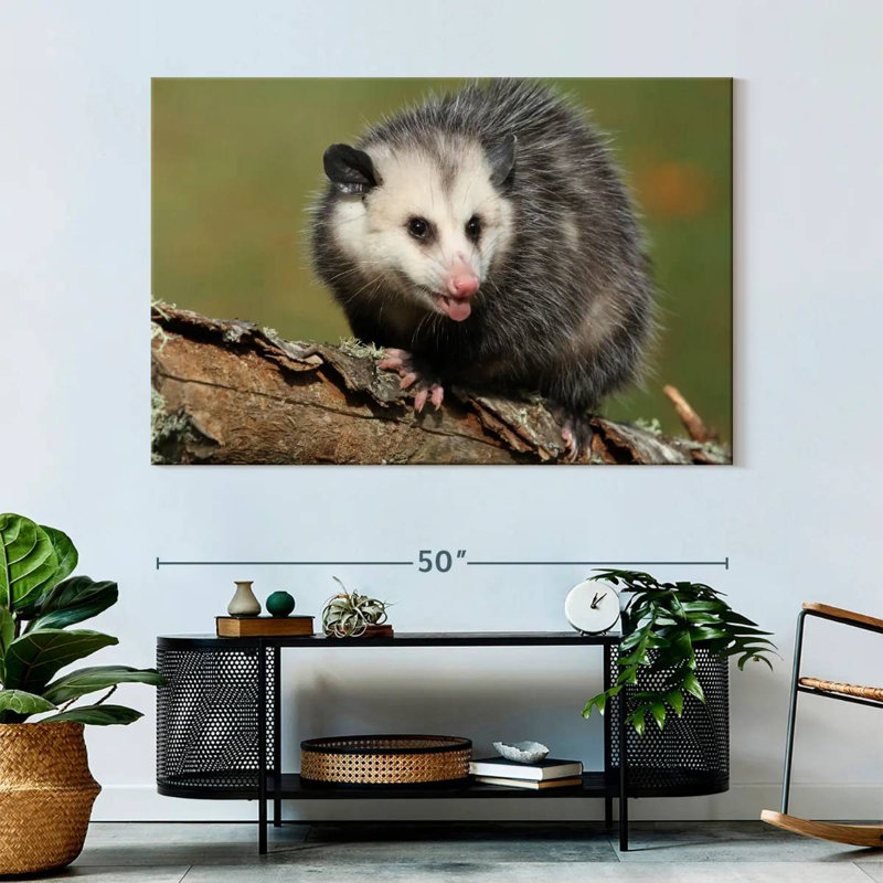 Brampt Angry Opossum, 34" H x 51" W