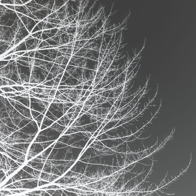 Tree Silhouette III White On Gray by David Pollard - Wrapped Canvas Art Prints