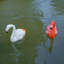 Flamant rouge flottant et blanc