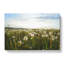 Dandelion Field - Wrapped Canvas-61848918