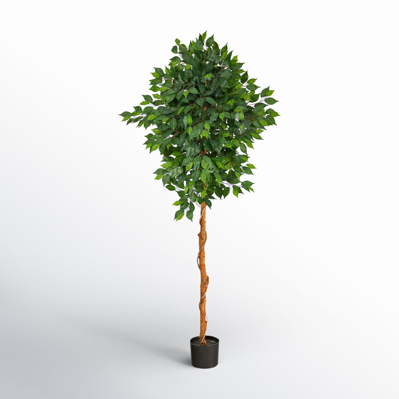 Faux Ficus Tree in Planter, 72" H x 27" W x 16" D