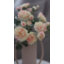 Blush Tea Rose Flowers 20"-619384089