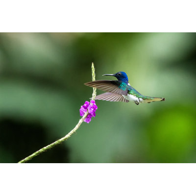 White-Necked Jacobin - Wrapped Canvas Print
