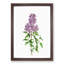Persian Lilac Flowers by Pierre-Joseph Redoute - Picture Frame Painting Print-55582915-55582916
