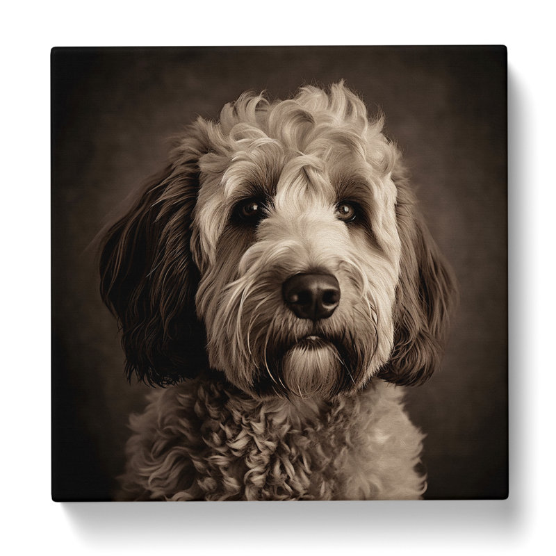 Labradoodle Photograph - No Frame Print, 50cm H x 50cm W x 3cm D
