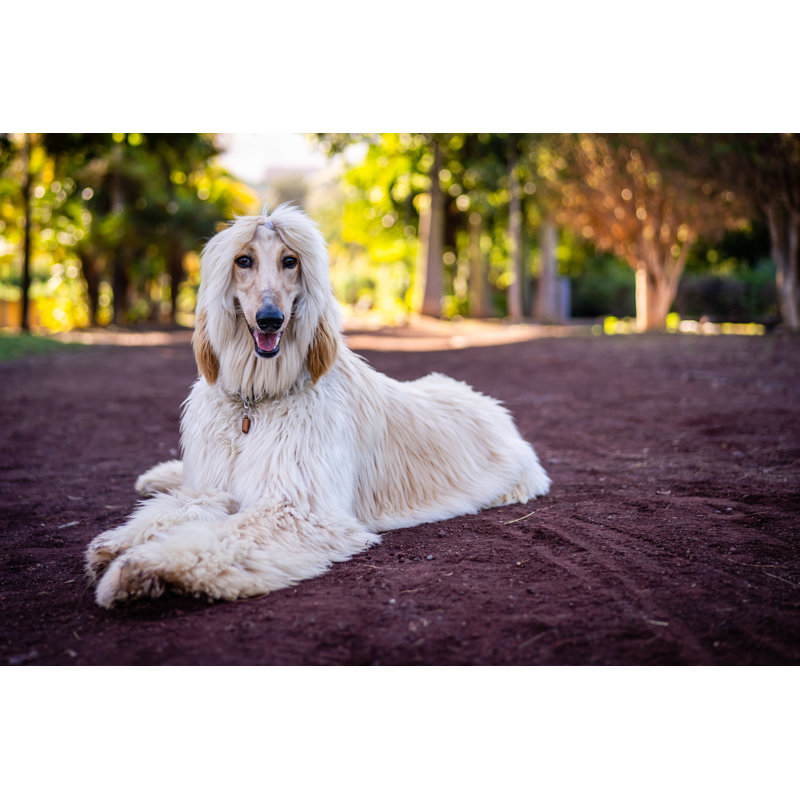An Afghanhound In Puerto De La Cruz by Pierre Aden - Wrapped Canvas Print, 30.48cm H x 45.72cm W