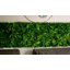 Panneaux muraux artificiels en gazon artificiel 40 x 120 po Milan