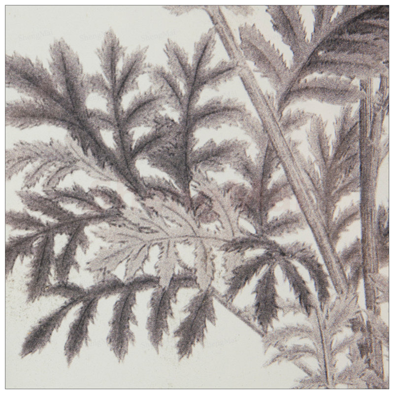 Impressions botaniques murales, dessins au crayon sophistiqués pour la décoration intérieure, polyvalents et élégants pour toute pièce