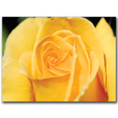 Kurt Shaffer - Photograph on Canvas