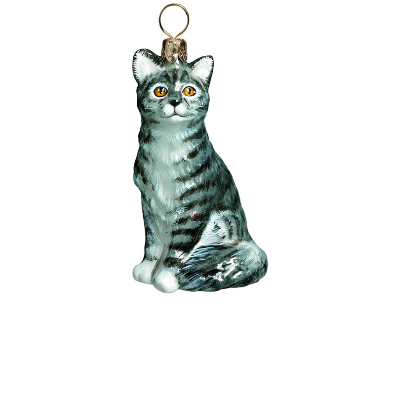 American Shorthair Gray