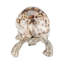Turtle Paperweight