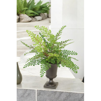 Maiden Hair Fern in Small Urn