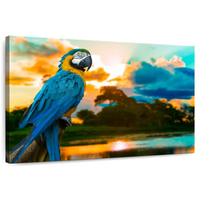 Macaw At Sunset