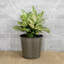 Ensemble de 2 pots de fleurs décoratifs en osier