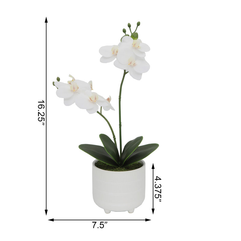 Orchid Arrangement in Planter