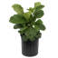 Live Fiddle Leaf Fig Plant in Nursery Pot-67315347