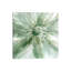 Macro Sage Flower I by Carol Robinson - Wrapped Canvas Painting-343693098-343693095