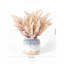 Arrangements floraux de maïs en pot